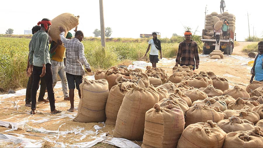 ಯಾದಗಿರಿ ಸಮೀಪದ ಗುರುಸಣಗಿ ಹೊರವಲಯದಲ್ಲಿ ಭತ್ತದ ರಾಶಿ 