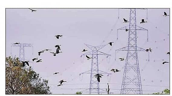 <div class="paragraphs"><p>ಹಗರಿಬೊಮ್ಮನಹಳ್ಳಿ ತಾಲ್ಲೂಕಿನ ಅಂಕಸಮುದ್ರ ಬಳಿ ಹೈಟೆನ್ಷನ್ ವಿದ್ಯುತ್ ತಂತಿಗಳ ಬಳಿ ಹಾರಿಹೋಗುತ್ತಿರುವ ನೂರಾರು ಪಕ್ಷಿಗಳು</p></div>