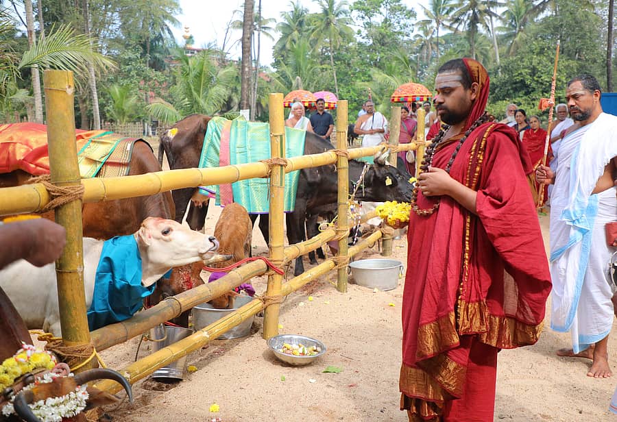 ಶೃಂಗೇರಿ ಶಾರದ ಮಠದಲ್ಲಿ ದೀಪಾವಳಿಯಂದು ಕಿರಿಯ ಗುರುಗಳಾದ ವಿಧುಶೇಖರಭಾರತೀ ಸ್ವಾಮೀಜಿ ಗೋಪೂಜೆ ನೇರವೇರಿಸಿದರು  