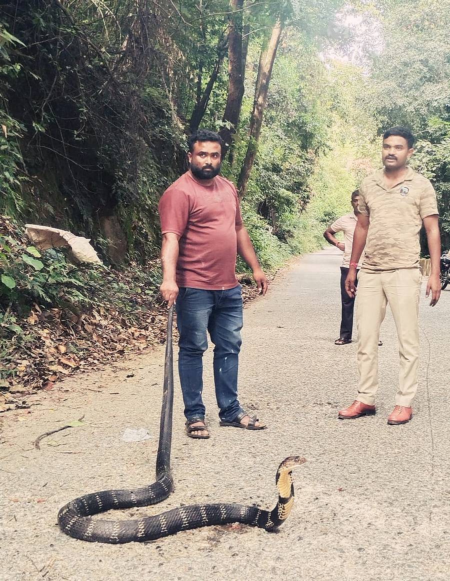 ಹೆತ್ತೂರು ಗ್ರಾಮದಲ್ಲಿ ಕಾಳಿಂಗ ಸರ್ಪವನ್ನು ಹಿಡಿದು ಬಿಸಲೆ ರಕ್ಷಿತ ಅರಣ್ಯಕ್ಕೆ ಬಿಡಲಾಯಿತು.