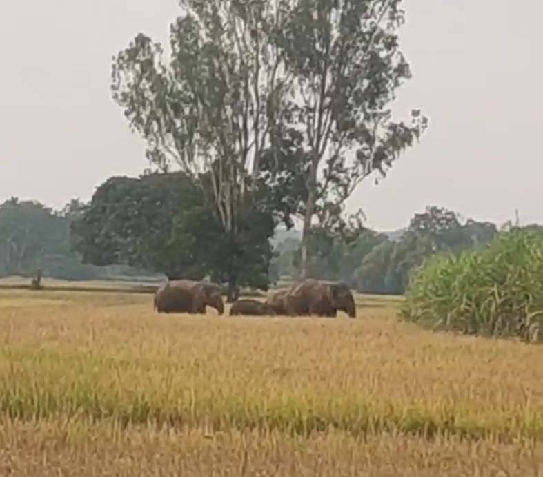 ಹಾನಗಲ್‌ ತಾಲ್ಲೂಕಿನ ಶಿರಗೋಡ ಸಮೀಪ ಭತ್ತದ ಗದ್ದೆಗೆ ಕಾಡಾನೆಗಳು ನುಗ್ಗಿರುವುದು