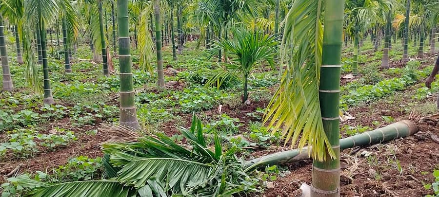 ತಾಲ್ಲೂಕಿನ ಉಡೇವಾ ಗ್ರಾಮz ಸರ್ವೆ ನಂಬರ್ 32 ರಲ್ಲಿ ಅಡಿಕೆ ಬೆಳೆಯನ್ನು ಕಾಡಾನೆಗಳು ಹಾಳುಮಾಡಿರುವುದು 