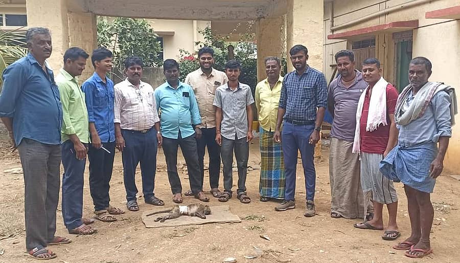 ಹೂವಿನಹಡಗಲಿ ತಾಲ್ಲೂಕು ಹೊಳಲು ಗ್ರಾಮದಲ್ಲಿ ವಿದ್ಯುತ್ ಸ್ಪರ್ಶಿಸಿ ಗಾಯಗೊಂಡಿದ್ದ ಮಂಗವನ್ನು ಯುವಕರು ರಕ್ಷಿಸಿ, ಚಿಕಿತ್ಸೆ ಕೊಡಿಸಿದರು.