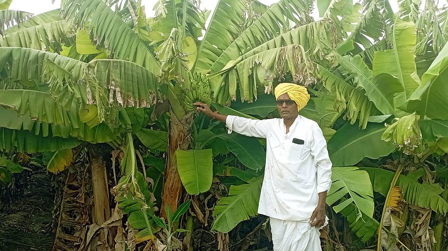 ಹೊರ್ತಿ ಸಮೀಪದ ಕನ್ನೂರು ಗ್ರಾಮದ ಬಾಳೆ ತೋಟದಲ್ಲಿ ರೈತ ಚಂದ್ರಾಮ ಬಬಲೇಶ್ವರ