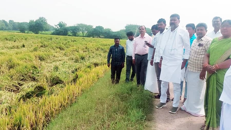 ಕವಿತಾಳ ಸಮೀಪದ ತೋರಣದಿನ್ನಿ ಗ್ರಾಮದಲ್ಲಿ ಶಾಸಕ ಆರ್.ಬಸನಗೌಡ ತುರುವಿಹಾಳ ಅವರು ಸೋಮವಾರ ಬೆಳೆ ಹಾನಿ ಪರಿಶೀಲಿಸಿದರು