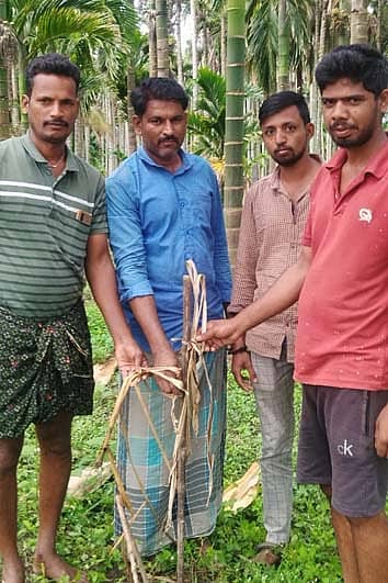 ಒಣಗಿರುವ ಏಲಕ್ಕಿ ಸಸಿಗಳನ್ನು ತೋರಿಸುತ್ತಿರುವ ನ್ಯಾಮತಿಯ ರೈತರು