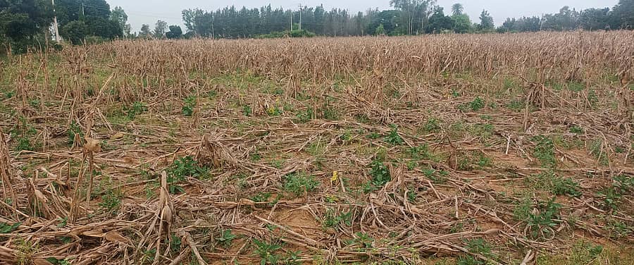 ಮೋಡ ಕವಿದ ವಾತಾವರಣ ಇರುವುದರಿಂದ ಜೋಳ ಕಟಾವು ಮಾಡದೇ ನೆಲ ಕಚ್ಚಿದೆ.

