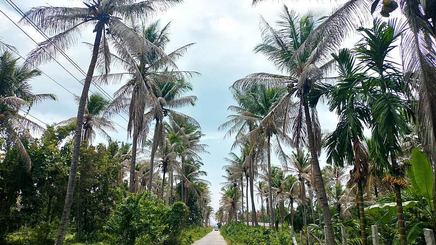 ಕನಕಪುರ ತಾಲ್ಲೂಕಿನ ನಲ್ಲಹಳ್ಳಿ ನುಸಿಪೀಡೆ ರೋಗದಿಂದ ತೆಂಗಿನ ಮರಗಳ ಸುಳಿ ಒಣಗುತ್ತಿರುವುದು