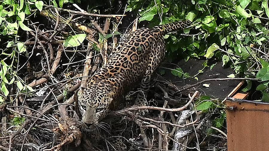 <div class="paragraphs"><p>ಸಾಂದರ್ಭಿಕ ಚಿತ್ರ</p></div>