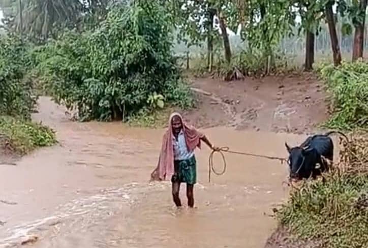 ಚಿಕ್ಕಜಾಜೂರು ಸಮೀಪದ ಗೌರಿಪುರ ಗ್ರಾಮದಲ್ಲಿ ಬುಧವಾರ ಸಂಜೆ ಸುರಿದ ಮಳೆಯಿಂದಾಗಿ ಹಳ್ಳ ತುಂಬಿ ಹರಿಯುತ್ತಿದ್ದು, ರೈತರೊಬ್ಬರು ಹಸುವನ್ನು ಹಳ್ಳ ದಾಟಿಸಲು ಪ್ರಯಾಸಪಟ್ಟರು