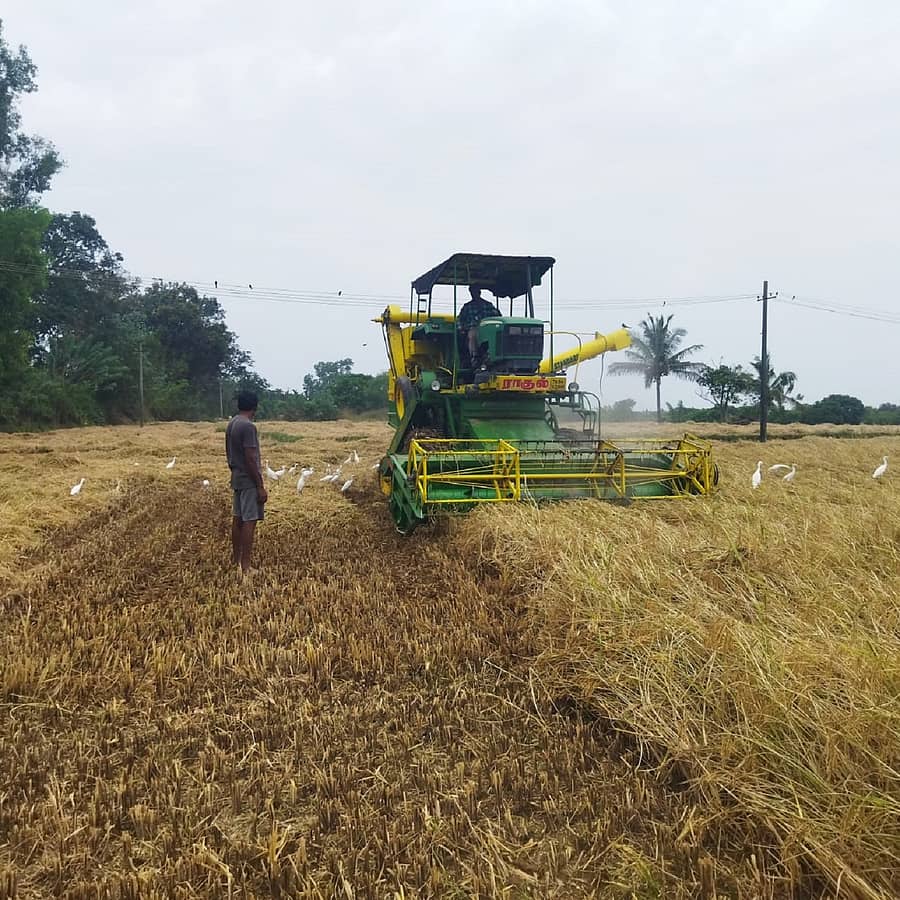 ಮುಂಡಗೋಡ ತಾಲ್ಲೂಕಿನಲ್ಲಿ ಭತ್ತದ ಬೆಳೆಯನ್ನು ಯಂತ್ರದ ಸಹಾಯದಿಂದ ಕೊಯ್ಲು ಮಾಡುತ್ತಿರುವುದು