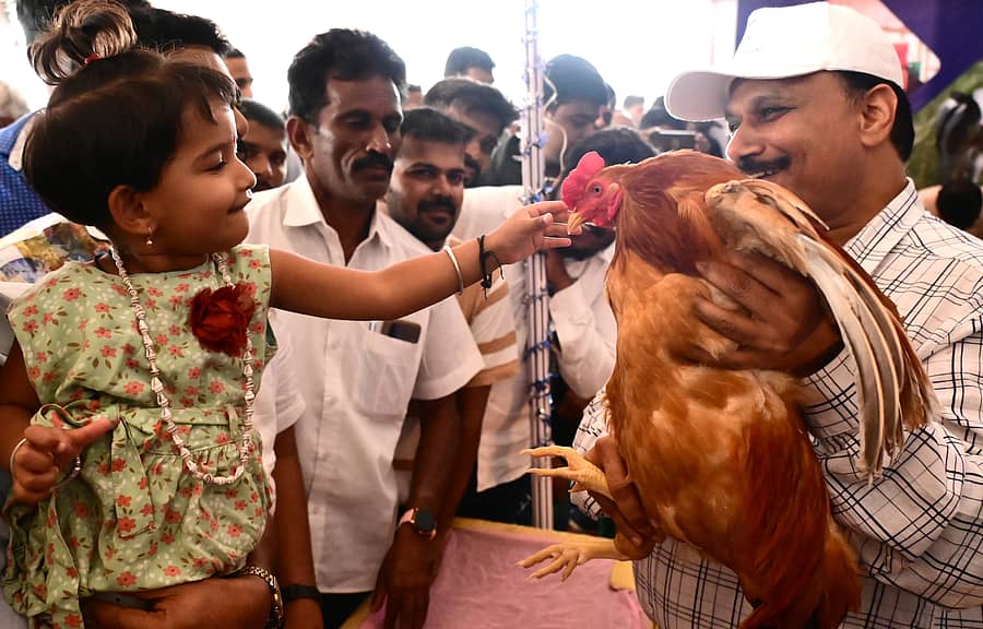 ಕೃಷಿಮೇಳದಲ್ಲಿ ಅಸಿಲ್ ತಳಿಯ ಕೋಳಿಯನ್ನು ಕುತೂಹಲದಿಂದ ವೀಕ್ಷಿಸುತ್ತಿರುವ ಜನರು. –ಪ್ರಜಾವಾಣಿ ಚಿತ್ರ/ಕಿಶೋರ್ ಕುಮಾರ್ ಬೋಳಾರ್