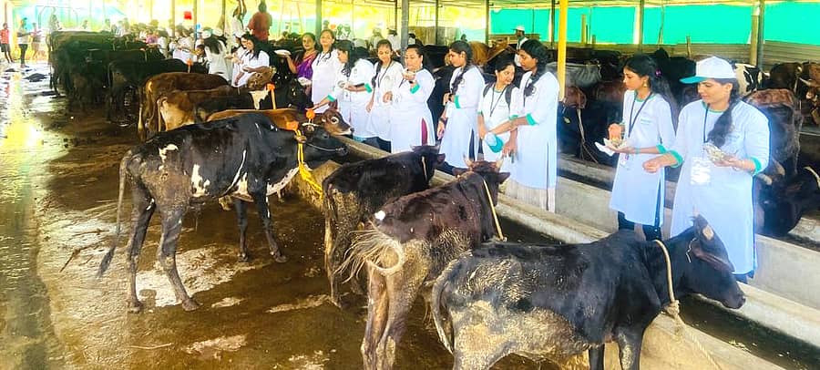 ನಂಚಾರು ಗೋಶಾಲೆಯಲ್ಲಿ ರುಡ್ಸೆಟ್ ಸಂಸ್ಥೆಯ ಶಿಬಿರಾರ್ಥಿಗಳು