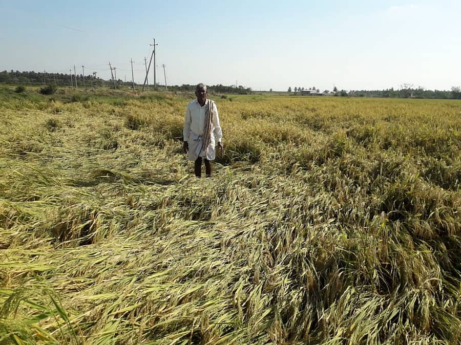ಅರಸೀಕೆರೆ ಗಡಿಭಾಗದ ವಡ್ಡಿನಹಳ್ಳಿ ಗ್ರಾಮದಲ್ಲಿ ಸುರಿದ ಮಳೆಗೆ ಕಾಟಾವು ಹಂತದಲ್ಲಿದ್ದ ಭತ್ತ ಚಾಪೆ ಹಾಸಾಗಿರುವ ಬೆಳೆ ವೀಕ್ಷಿಸುತ್ತಿರುವ ರೈತ ದ್ಯಾಮಪ್ಪ.