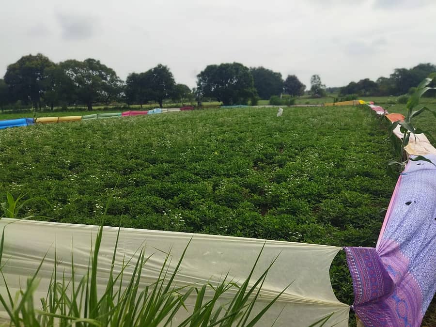 ಖಟಕಚಿಂಚೋಳಿ ಸಮೀಪದ ಚಳಕಾಪುರ ವಾಡಿ ಗ್ರಾಮದ ಧನಾಜಿ ಪಾಟೀಲ ಅವರು ತಮ್ಮ ಶೇಂಗಾ ಹೊಲದ ಸುತ್ತಲೂ ಸೀರೆ ಹಾಕಿರುವುದು