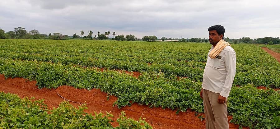 ಆಲೂಗಡ್ಡೆ ಬೆಳೆಯ ಬಳಿ ರೈತ ಬಿ.ಎನ್.ಧರ್ಮೇಂದ್ರ