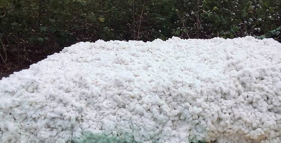 ವಡಗೇರಾ ಪಟ್ಟಣದ ರೈತರೊಬ್ಬರು ಹತ್ತಿ ಬಿಡಿಸಿ ಹೊಲದಲ್ಲಿಯೇ ಹತ್ತಿಯನ್ನು ಗುಡ್ಡೆ ಹಾಕಿರುವುದು 