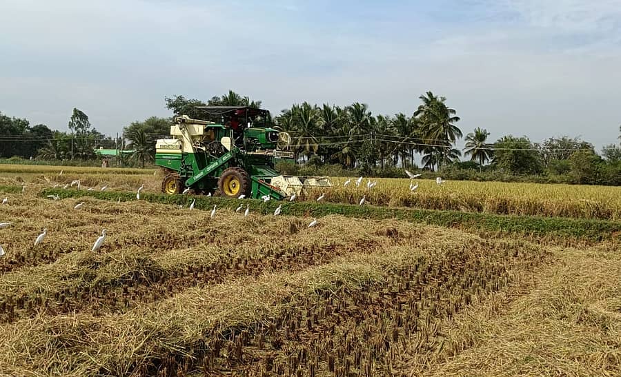 ತಿ.ನರಸೀಪುರ ಹೊರವಲಯದಲ್ಲಿ ಯಂತ್ರವನ್ನು ಬಳಸಿ ಭತ್ತ ಕಟಾವು ಮಾಡುತ್ತಿರುವುದು
