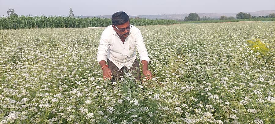 ಚಿಂಚೋಳಿ ತಾಲ್ಲೂಕಿನ ನಾಗಾಈದಲಾಯಿ ಗ್ರಾಮದ ತಮ್ಮ ಹೊಲದಲ್ಲಿ ಬೆಳೆಯ ಅಜವಾನ ಬೆಳೆ ಪರಿಶೀಲಿಸುತ್ತಿರುವ ಪ್ರಗತಿಪರ ರೈತ ವಿಜಯಕುಮಾರ ಪಾಟೀಲ