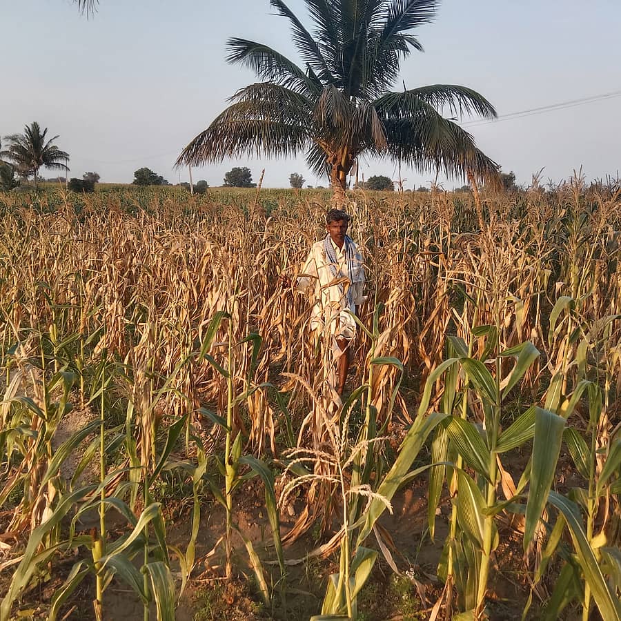 ಡಂಬಳ ಹೋಬಳಿ ಪೇಠಾ ಆಲೂರ ಗ್ರಾಮದ ರೈತ ಹಾಲಪ್ಪ ವ್ಯಾಪಾರಿ ಅವರ 6ಎಕರೆ ಮೆಕ್ಕೆಜೋಳ ಕಟಾವಿಗೆ ಮುನ್ನವೆ ಒಣಗಿರುವ ಚಿತ್ರಣ.