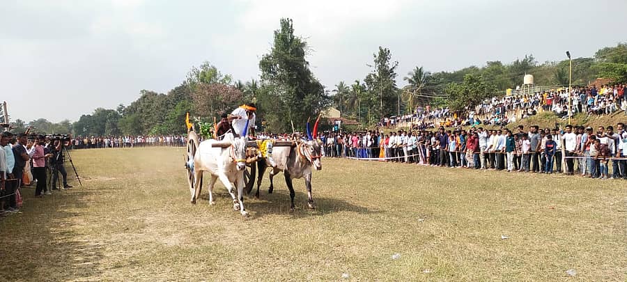 ಕುಶಾಲನಗರ ಸಮೀಪದ ಹೆಬ್ಬಾಲೆಯಲ್ಲಿ ಗ್ರಾಮದೇವತೆ ಬನಶಂಕರಿ ದೇವಿ ಹಬ್ಬದ ಅಂಗವಾಗಿ ಏರ್ಪಡಿಸಿದ್ದ ರಾಜ್ಯ ಮಟ್ಟದ ಎತ್ತಿನ ಗಾಡಿ ಓಟ ಸ್ಪರ್ಧೆ ನೆರೆದಿದ್ದ ಗುರಿಯತ್ತ ಹೆಜ್ಜೆ ಹಾಕಿದ ಎತ್ತುಗಳು