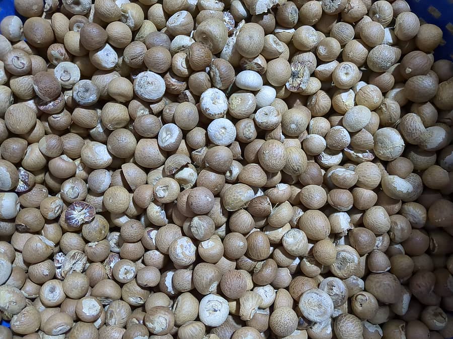 ಚಾಲಿ ಅಡಿಕೆ