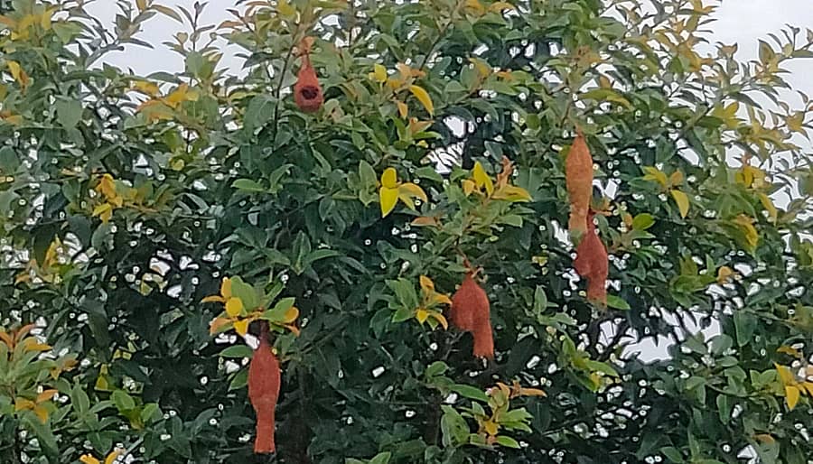 ಶ್ರೀನಿವಾಸಪುರ ಹೊರವಲಯದ ರೈಲು ನಿಲ್ದಾಣದಲ್ಲಿನ ಮರಗಳಲ್ಲಿ ನೇತಾಡುತ್ತಿರುವ ಗೀಜಗ ಹಕ್ಕಿ ಗೂಡುಗಳು.