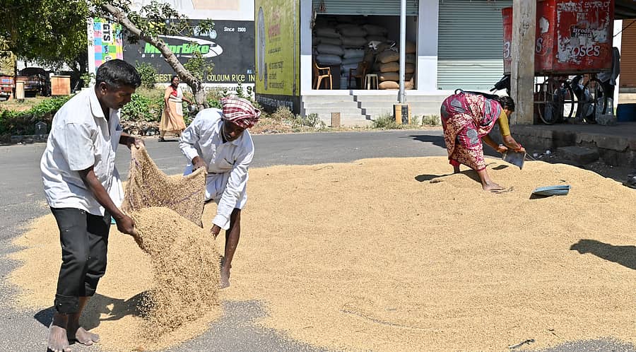 ಮೈಸೂರು ಜಿಲ್ಲೆಯಾದ್ಯಂತ ಭತ್ತದ ಆವಕ ಹೆಚ್ಚಾಗಿದ್ದು ಬುಧವಾರ ಕೃಷಿ ಮಾರುಕಟ್ಟೆ ಆವರಣದಲ್ಲಿ ಕಾರ್ಮಿಕರು ಭತ್ತವನ್ನು ಒಣಗಿಸುತ್ತಿದ್ದರು
ಪ್ರಜಾವಾಣಿ ಚಿತ್ರ