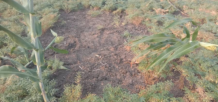 ಗಜೇಂದ್ರಗಡ ಸಮೀಪದ ಕೊಡಗಾನೂರ ಗ್ರಾಮದ ರೇಣುಕಯ್ಯ ಅಂಗಡಿ ಅವರ ಜಮೀನಿನಲ್ಲಿ ಕಳ್ಳರು ಹಸಿ ಕಡಲೆ ಗಿಡಗಳನ್ನು ಕಿತ್ತಿರುವುದು