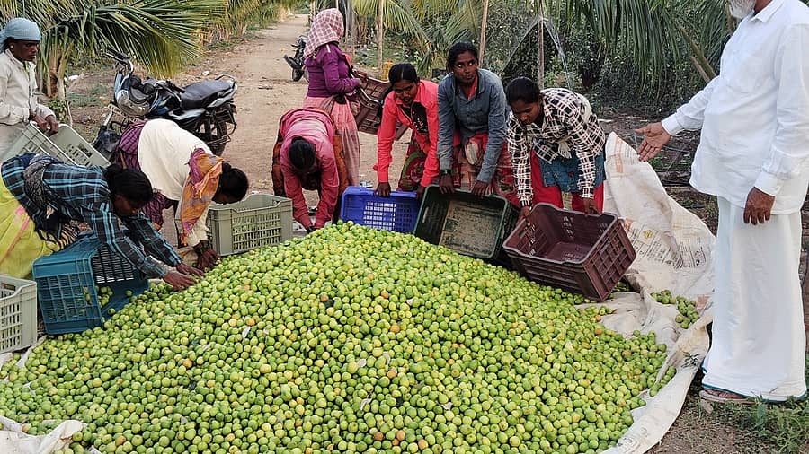 ಕವಿತಾಳದ ಕರೀಂಸಾಬ್ ಜಮೀನಿನಲ್ಲಿ ಬೆಳೆದ ಬಾರೆ ಹಣ್ಣನ್ನು ಮಾರುಕಟ್ಟೆ ಸಾಗಿಸಲು ಡಬ್ಬಾಗಳಿಗೆ ತುಂಬುತ್ತಿರುವುದು.
