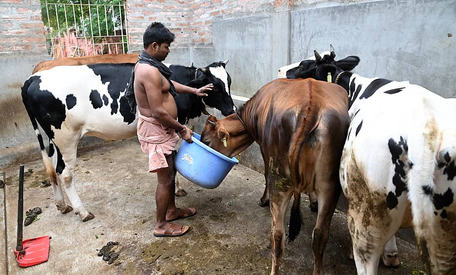 ಮಂಗಳೂರಿನ ಡೊಂಗರಕೇರಿ ಪೇಟೆಯ ನಡುವೆ ಸೊಂಪಾಗಿ ಬೆಳೆದಿರುವ ಹಸುಗಳು – ಪ್ರಜಾವಾಣಿ ಚಿತ್ರ / ಫಕ್ರುದ್ದೀನ್ ಎಚ್