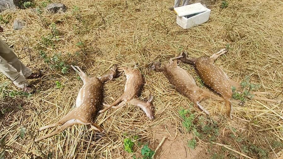 <div class="paragraphs"><p><strong>ಆನೇಕಲ್ ತಾಲ್ಲೂಕಿನ ಬನ್ನೇರುಘಟ್ಟ ಉದ್ಯಾನವನದಲ್ಲಿ ಜಿಂಕೆಗಳು ಮೃತಪಟ್ಟಿರುವುದು.</strong></p></div>