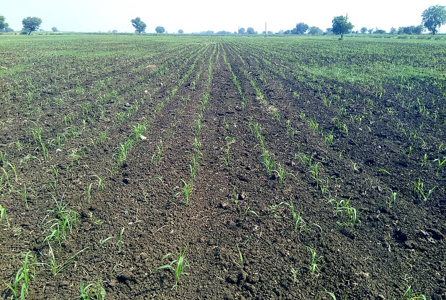 ಚಿತ್ತಾಪುರ ತಾಲ್ಲೂಕಿನ ಮರಗೋಳ ಗ್ರಾಮದ ಜಗನ್ನಾಥ ಪಾಟೀಲ ಜಮೀನಿನಲ್ಲಿ ಮೊಳಕೆಯ ಸ್ಥಿತಿಯಲ್ಲಿ ಬಾಡುತ್ತಿರುವ ಜೋಳ