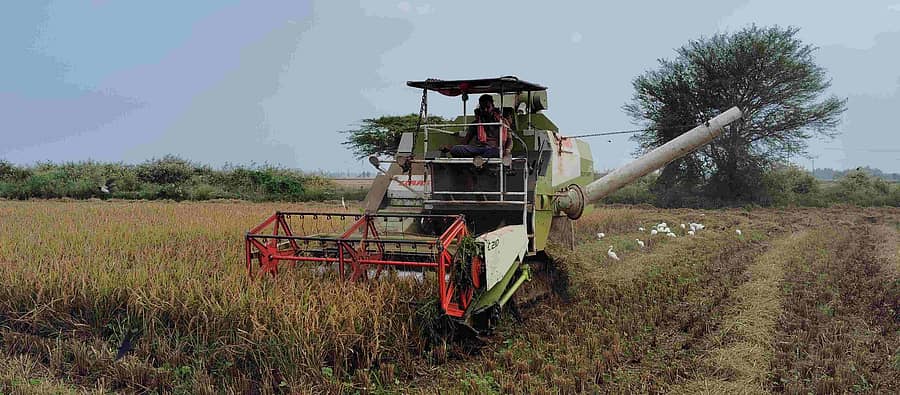 ತಲಕಾಡಿನಲ್ಲಿ ಭತ್ತದ ಕಟಾವು ಭರದಿಂದ ಸಾಗಿದೆ