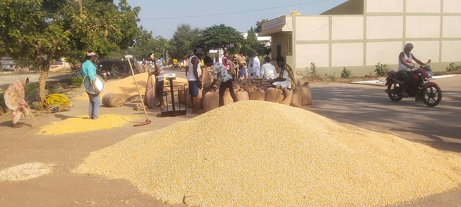 ಮುಂಡರಗಿ ನಗರದ ಕೃಷಿ ಉತ್ಪನ್ನ ಮಾರುಕಟ್ಟೆಯಲ್ಲಿ ಬುಧವಾರ ರೈತರು ಮೆಕ್ಕೆಜೋಳ ಮಾರಾಟ ಮಾಡಲು ತಂದಿರುವದನ್ನು ಹಮಾಲರು ಖರೀದಿ ಮಾಡಿಕೊಳ್ಳುತ್ತಿರುವ ಚಿತ್ರಣ.