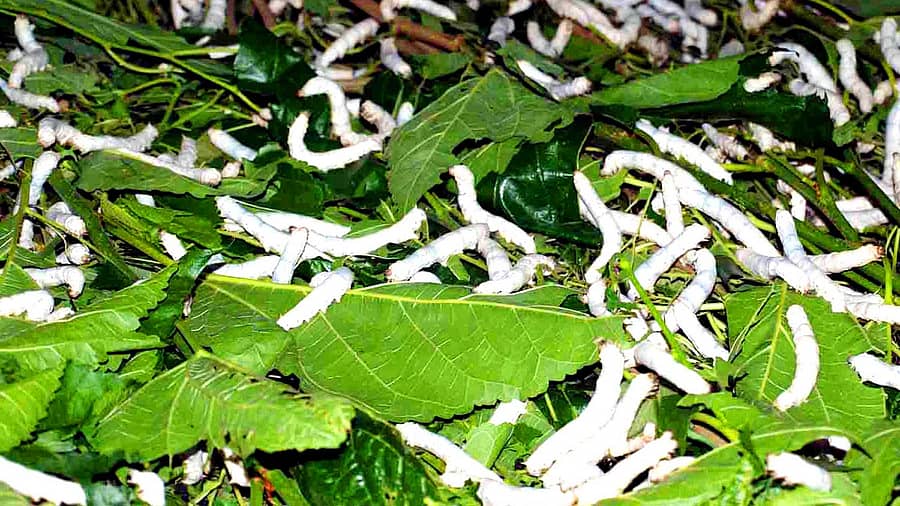 ರೇಷ್ಮೆಹುಳು (ಸಂಗ್ರಹ ಚಿತ್ರ)