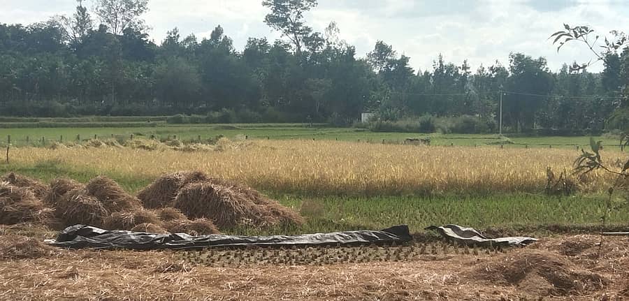 ನರಸಿಂಹರಾಜಪುರ ತಾಲ್ಲೂಕಿನ ವ್ಯಾಪ್ತಿಯಲ್ಲಿ ಪ್ರಸ್ತುತ ಭತ್ತದ ಬೆಳೆ ಕಟಾವು ಕಾರ್ಯ ಆರಂಭವಾಗಿದ್ದು ಒಕ್ಕಣಿಗೆ ಕಾರ್ಯವು ನಡೆಯುತ್ತಿದೆ