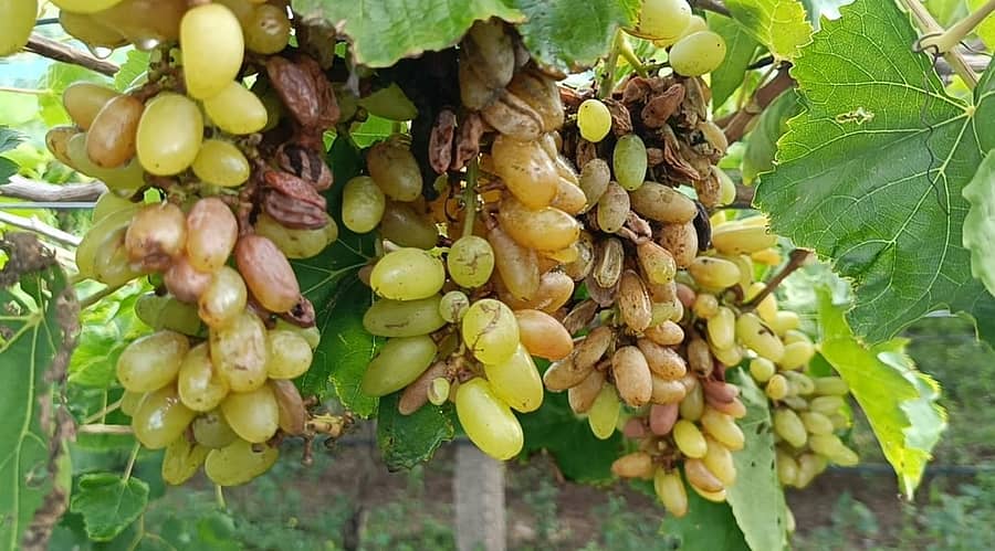 ಕಾಗವಾಡ ಮತ ಕ್ಷೇತ್ರದ ಪಾಂಡೇಗಾಂವ ಗ್ರಾಮದಲ್ಲಿ ಸುರಿದ ಅಕಾಲಿಕ ಮಳೆಗೆ ಕೊಳೆತಿರುವ ದ್ರಾಕ್ಷಿ ಬೆಳೆ