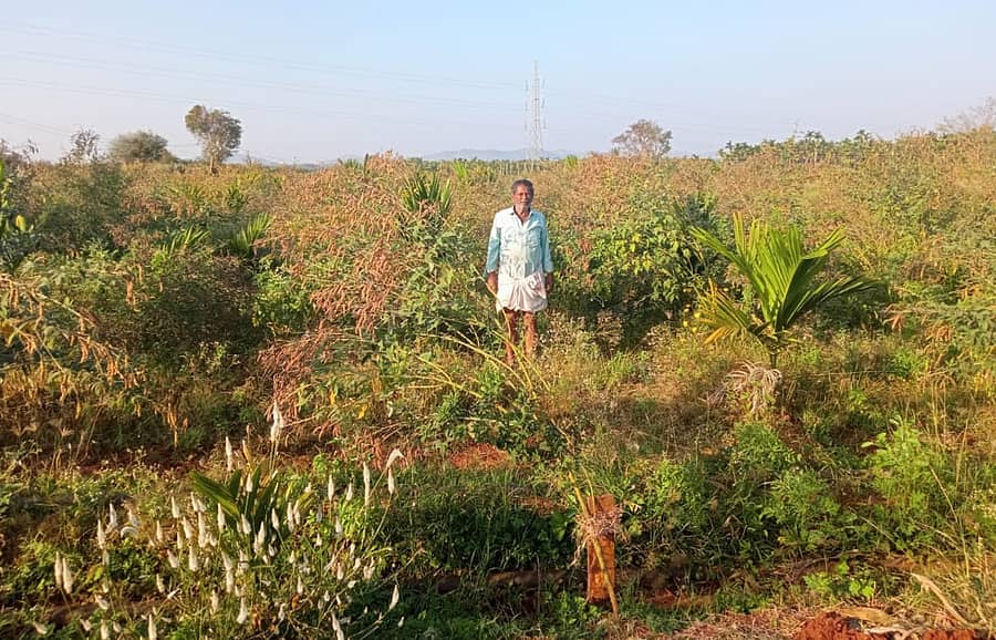 ಹೊನ್ನಾಳಿ ತಾಲ್ಲೂಕಿನ ಬಿದರಗುಡ್ಡೆಯ ರೈತ ಪ್ರಭಯ್ಯ ಅವರು ನಾಟಿ ಪದ್ಧತಿಯಲ್ಲಿ ತೊಗರಿ ಬೆಳೆದಿದ್ದು, ಉತ್ತಮ ಇಳುವರಿ ಬಂದಿದೆ.