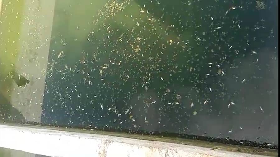 ಶಿರಹಟ್ಟಿ ತಾಲ್ಲೂಕಿನ ಸುಗನಹಳ್ಳಿ ಗ್ರಾಮದ ಪ್ರಸಾದ ಆಡಿನ ಅವರ ಮೀನು ಸಾಕಾಣಿಕೆ ತೊಟ್ಟಿಯಲ್ಲಿಯ ಮೀನುಗಳು ಸತ್ತಿರುವುದು