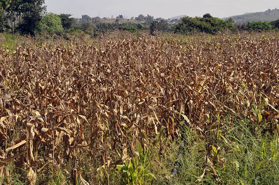 ಚಿಕ್ಕಮಗಳೂರು ತಾಲ್ಲೂಕಿನ ಅಂಬಳೆ ಭಾಗದಲ್ಲಿ ಮಳೆ ಕೊರತೆಯಿಂದ ಮೆಕ್ಕೆಜೋಳ ಬೆಳೆ ಒಣಗಿರುವುದು –ಪ್ರಜಾವಾಣಿ ಚಿತ್ರ/ಎ.ಎನ್.ಮೂರ್ತಿ