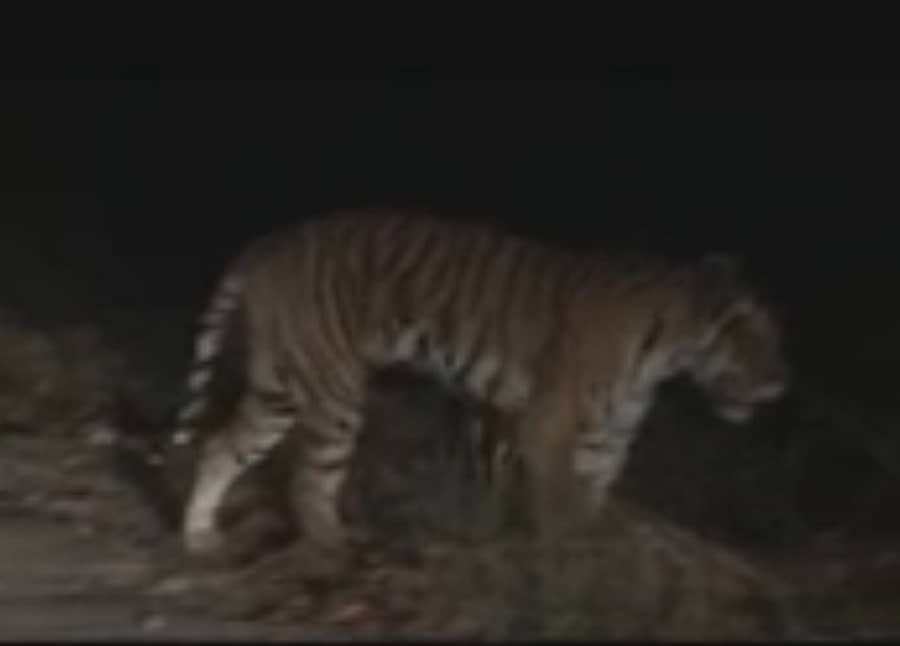 ಗುಂಡ್ಲುಪೇಟೆ ತಾಲ್ಲೂಕಿನ ಬೇಗೂರಿನ ಸಂಪಿಗೆರಸ್ತೆ ಬಳಿ ರಾತ್ರಿ ಇತ್ತೀಚೆಗೆ ಕಂಡು ಬಂದ ಹುಲಿ (ವಿಡಿಯೊ ಚಿತ್ರ)