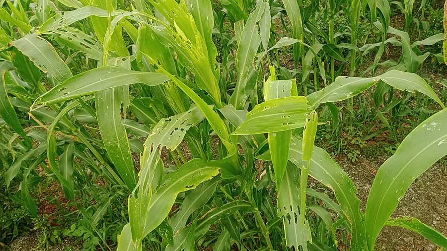 ಎರಡು ಎಕರೆ ಜಮೀನು ಪೂರ್ತಿ ಸೈನಿಕ ಹುಳು ಜೋಳದ ಎಲೆ ತಿಂದು ಹಾಕಿರುವುದು