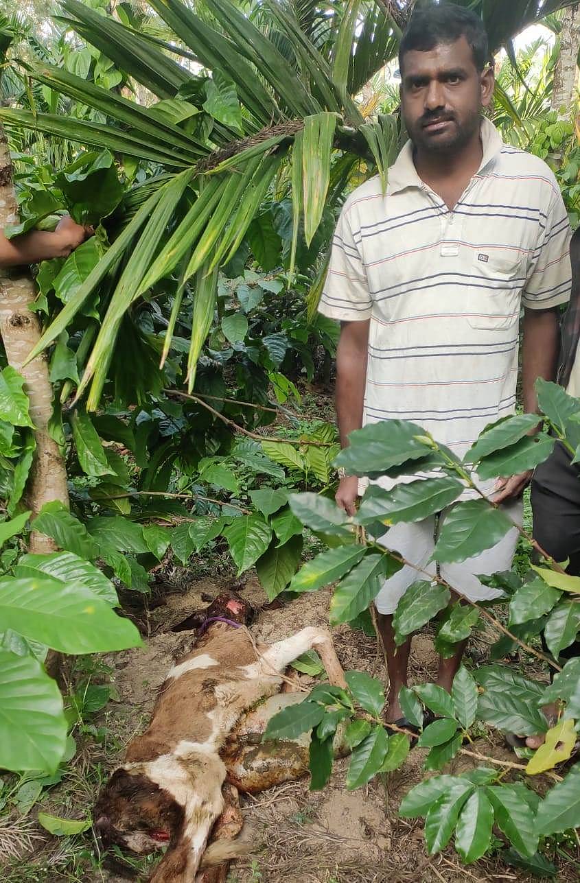 ಕಾಣಿಗೆರೆ ಗ್ರಾಮದಲ್ಲಿ ಚಿರತೆ ಕರುವನ್ನು ಕೊಂದು ಹಾಕಿರುವುದು. 