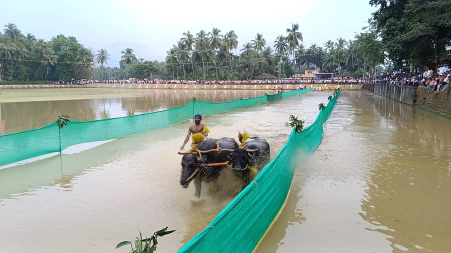 ಬೈಂದೂರು ತಗ್ಗರ್ಸೆ ಸಾಂಪ್ರದಾಯಿಕ ಕಂಬಳೋತ್ಸವ ಕಂಠದಮನೆ ಕುಟುಂಬಸ್ಥರಿಗೆ ಸೇರಿದ ಕಂಬಳಗದ್ದೆಯಲ್ಲಿ ನಡೆಯಿತು