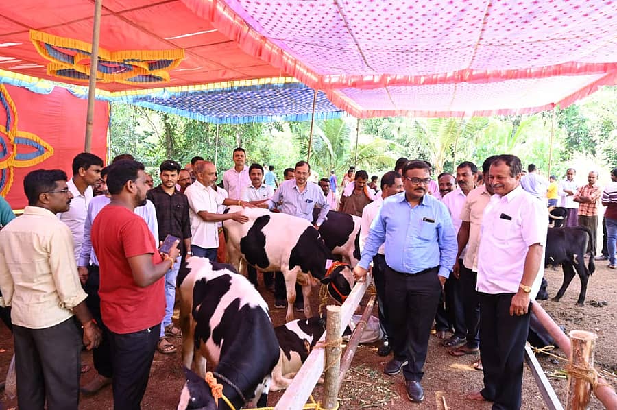 ಗುಂಡೂರಿಯ ಶ್ರೀಸತ್ಯನಾರಾಯಣ ಭಜನಾ ಮಂದಿರದ ವಠಾರದಲ್ಲಿ ಮಿಶ್ರತಳಿ ಹೆಣ್ಣು ಕರುಗಳ ಪ್ರದರ್ಶನ ನಡೆಯಿತು