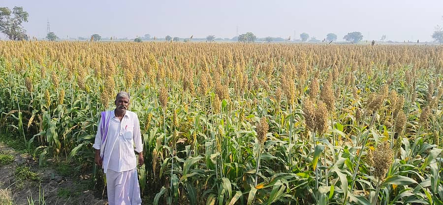 ತೆಕ್ಕಲಕೋಟೆ ರೈತ ನರಸಿಂಹ ಸಾಗುವಳಿ ಜಮೀನಿನಲ್ಲಿ ನಳನಳಿಸುತ್ತಿರುವ ಬಿಳಿ ಜೋಳ