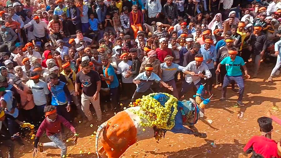 ಆನವಟ್ಟಿಯಲ್ಲಿ ನಡೆದ ರಾಜ್ಯ ಮಟ್ಟದ ಹೋರಿ ಬೆದರಿಸುವ ಹಬ್ಬದ ಅಖಾಡದಲ್ಲಿ ಮೈನವಿರೇಳಿಸಿದ ಹೋರಿಯ ಓಟ