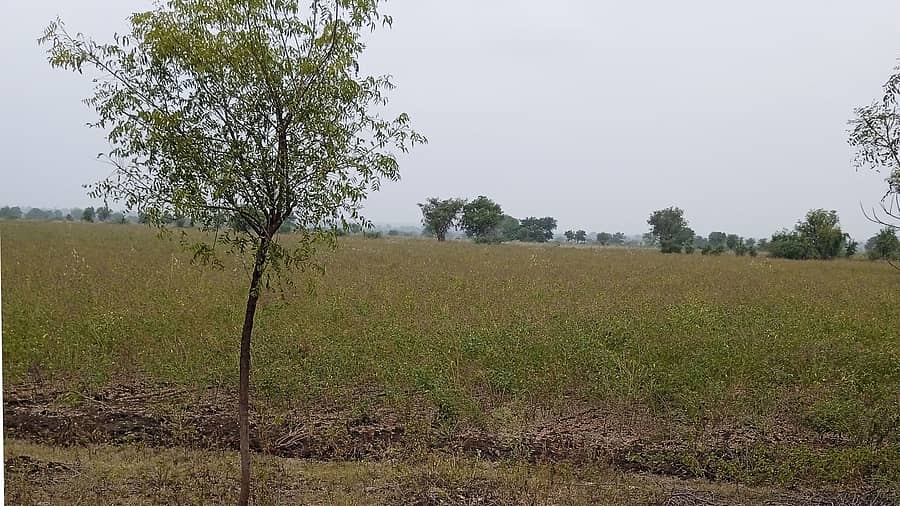 ಜೇವರ್ಗಿ ತಾಲ್ಲೂಕಿನ ಕಟ್ಟಿಸಂಗಾವಿ ಗ್ರಾಮದ ಜಮೀನಿನಲ್ಲಿ ತೊಗರಿ ಬೆಳೆ