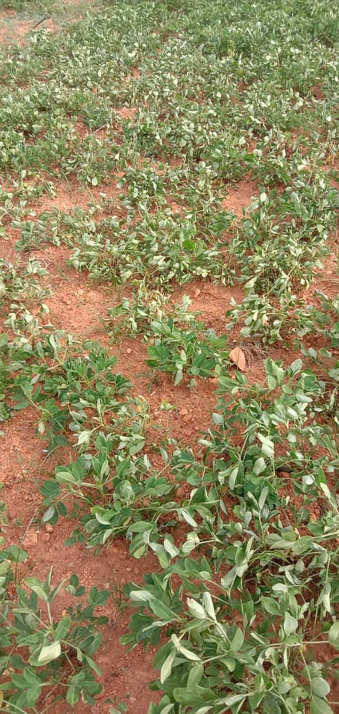 ಶೇಂಗಾ ಬೆಳೆ ಒಣಗಿರುವುದು